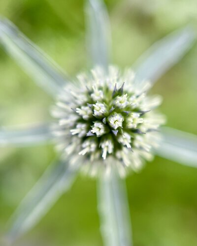 Holy Sea Holly von Karin Edgett, Fotografie kaufen auf Singulart