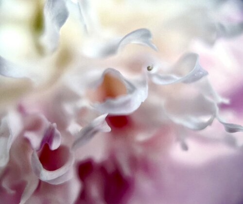 Peony Whispers von Karin Edgett, Fotografie kaufen auf Singulart