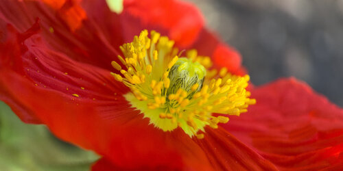 Poppy Power von Karin Edgett, Fotografie kaufen auf Singulart