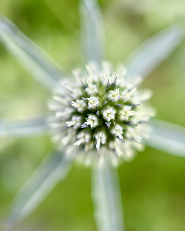 Holy Sea Holly Karin Edgett