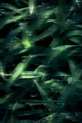 “Whisper of Grass and Dew” de Wei Heng Ren, Fotografía a la venta en Singulart