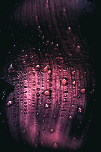“Crimson Pearl” de Wei Heng Ren, Fotografía a la venta en Singulart