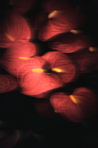 “Lost in Quest: The Restless Search for Blossoms No.2” de Wei Heng Ren, Fotografía a la venta en Singulart