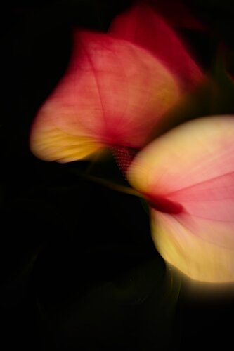“Lost in Quest: The Restless Search for Blossoms No.3” by Wei Heng Ren, 사진 for Sale on Singulart