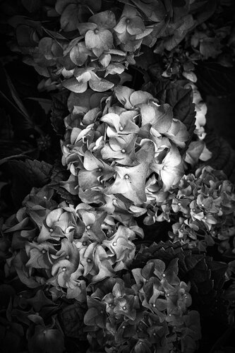 “The Silent Gathering” von Wei Heng Ren, Fotografie kaufen auf Singulart