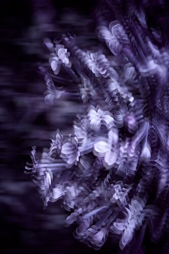 “Lost in Quest: The Restless Search for Blossoms No.4” de Wei Heng Ren, Fotografía a la venta en Singulart