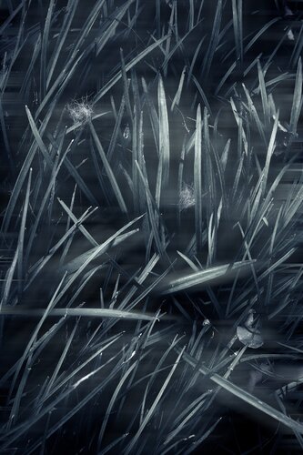 “风刃，草疤” de Wei Heng Ren, Fotografía a la venta en Singulart