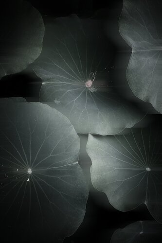 “The Pendulum in the Mist ” von Wei Heng Ren, Fotografie kaufen auf Singulart