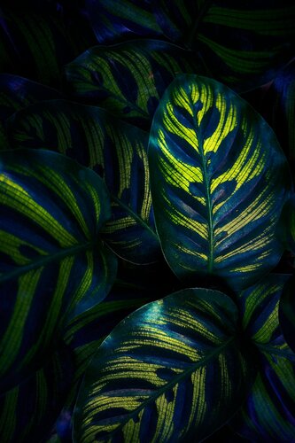 “A Moment in Cyan No.1” von Wei Heng Ren, Fotografie kaufen auf Singulart