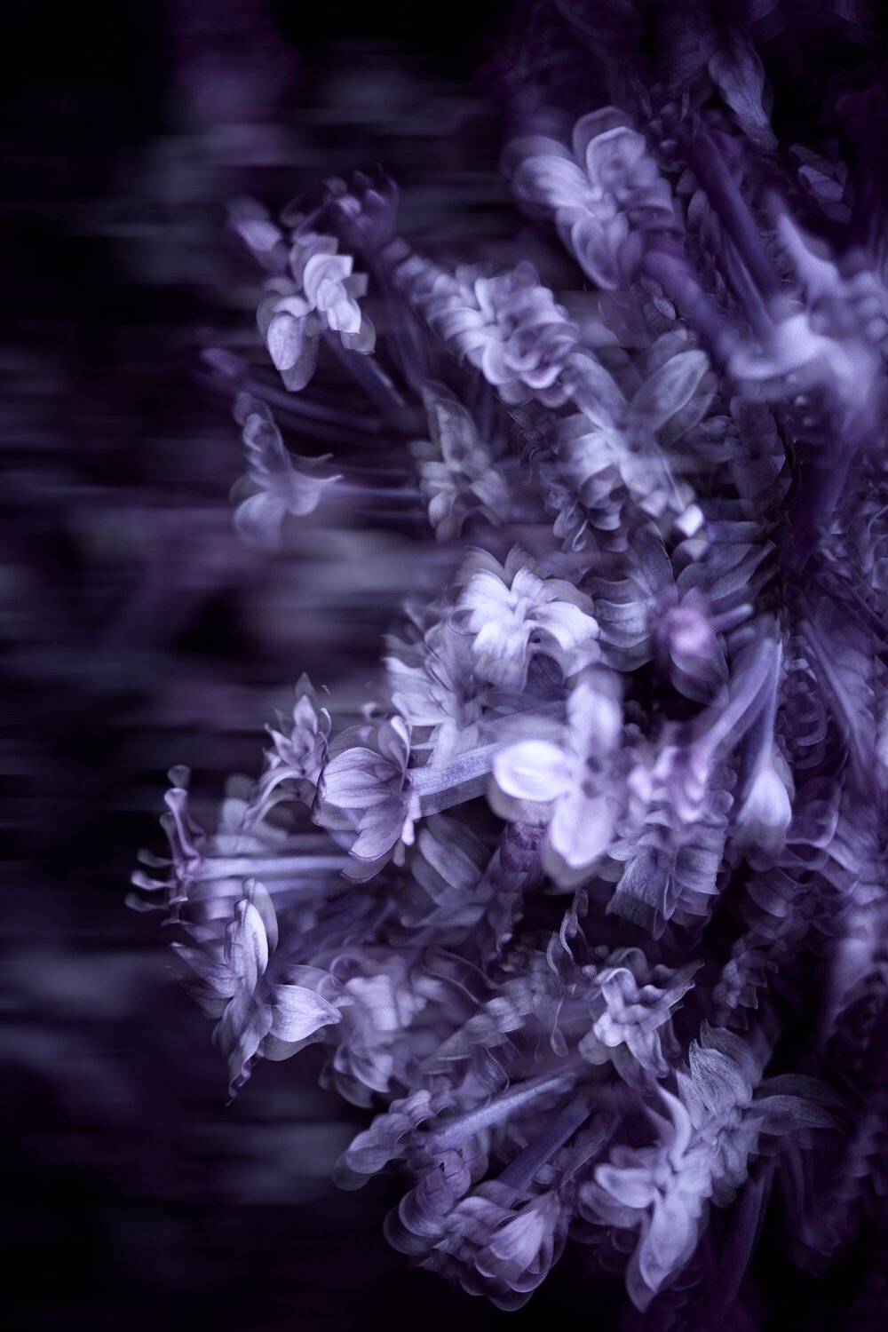 “Lost in Quest: The Restless Search for Blossoms No.4” Wei Heng Ren Fotografia in vendita