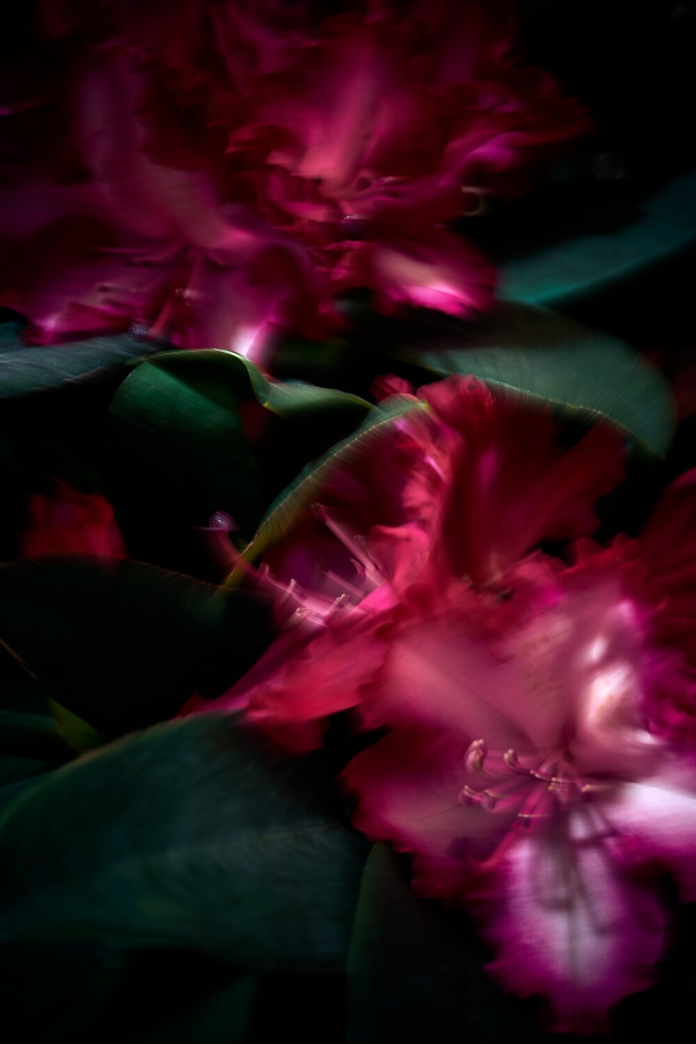 “Lost in Quest: The Restless Search for Blossoms No.1” Wei Heng Ren Fotografie zu verkaufen