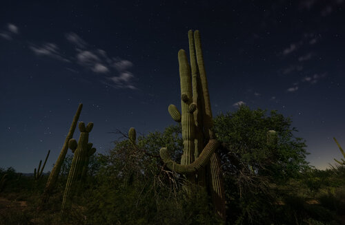 Le bal des Saguaros Max Levine