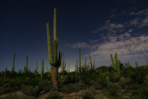Chevauchée nocturne von Max Levine, Fotografie kaufen auf Singulart