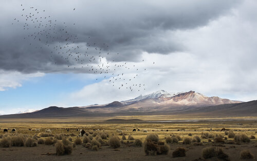 Le présage di Max Levine, Fotografia in vendita su Singulart