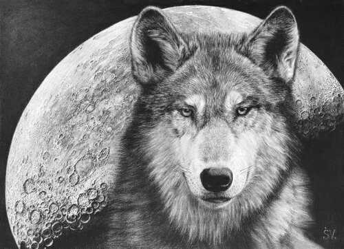 Good night..Wolf and the Moon – Mystical Charcoal Drawing with Lunar Backdrop di Sumarokov Vladimir, Disegno in vendita su Singulart