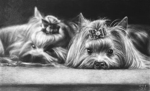 Two Yorkshire Friends de Sumarokov Vladimir, Dibujo a la venta en Singulart