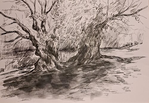 Olive Trees de Ellen Fasthuber-Huemer, Dibujo a la venta en Singulart