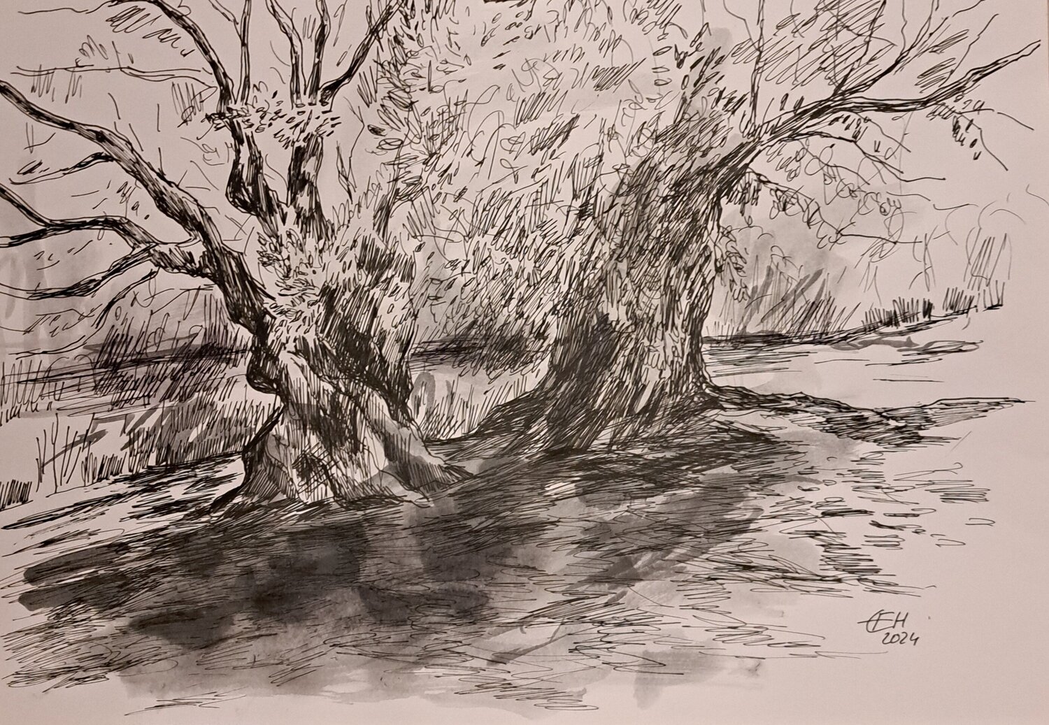 Olive Trees Ellen Fasthuber-Huemer