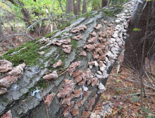 Fungus on a fallen tree. di Ben Hotchkiss, Fotografia in vendita su Singulart
