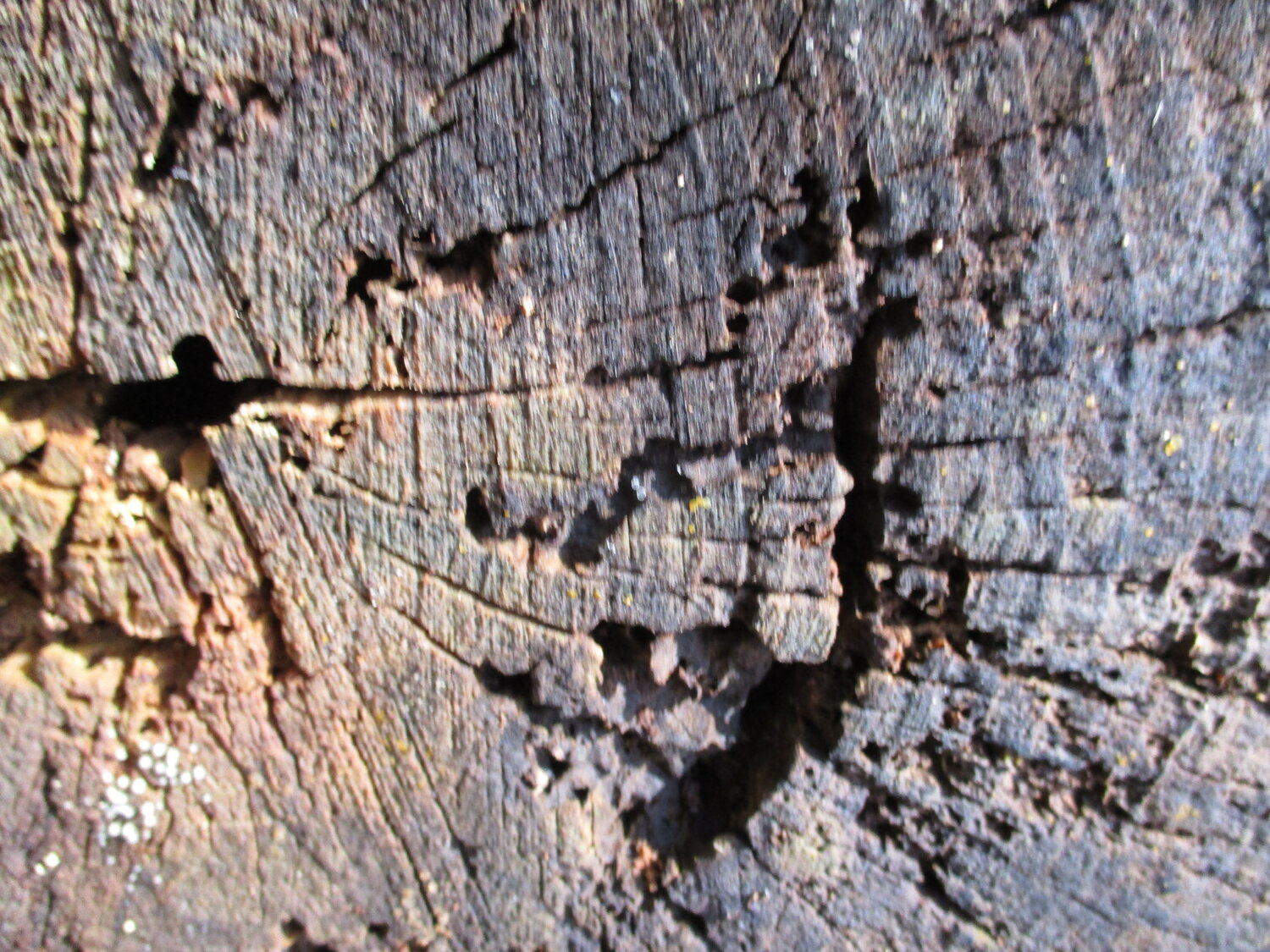 Decaying log Ben Hotchkiss