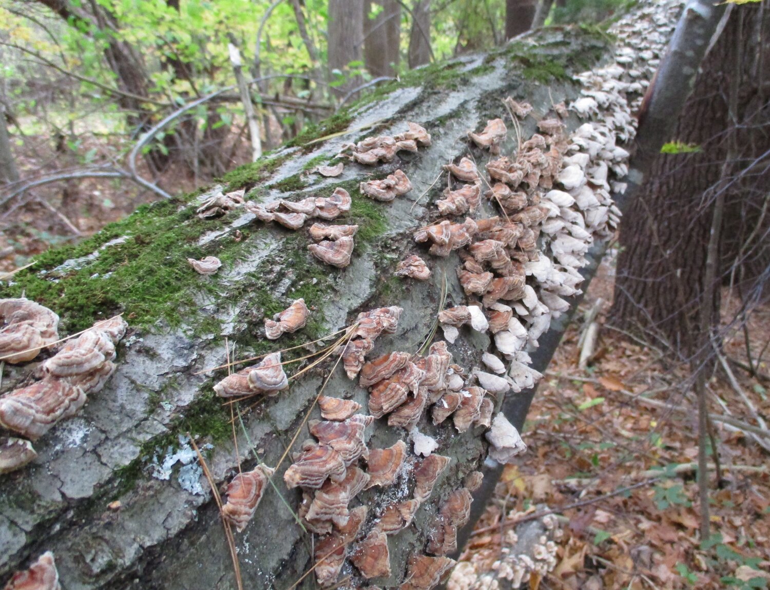 Fungus on a fallen tree. Ben Hotchkiss
