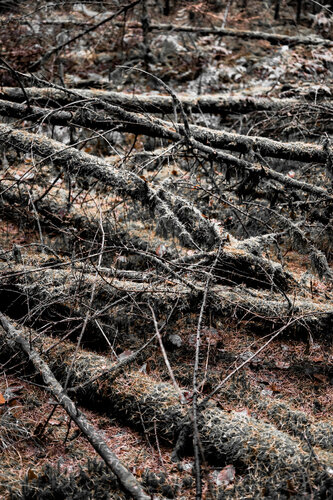 Dead Wood von Markus Hertrich, Fotografie kaufen auf Singulart
