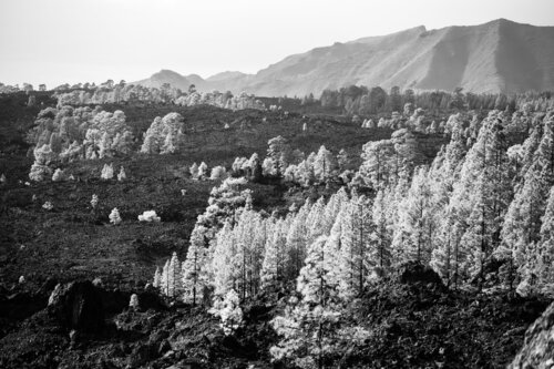 Lava Forest di Markus Hertrich, Fotografia in vendita su Singulart