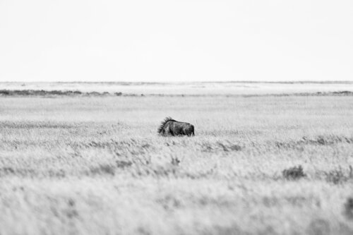 Gnu by Markus Hertrich, Photography for Sale on Singulart