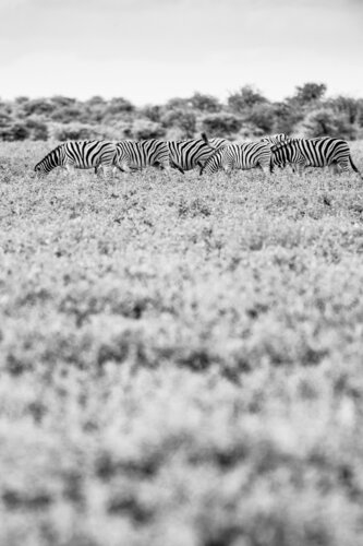 Zebra by Markus Hertrich, Photography for Sale on Singulart