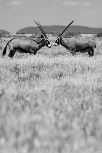 Oryx by Markus Hertrich, Photography for Sale on Singulart