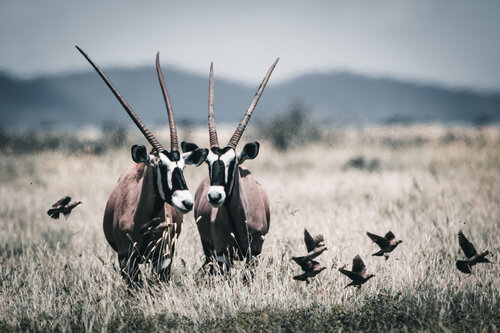 Oryx With Birds by Markus Hertrich, Photography for Sale on Singulart