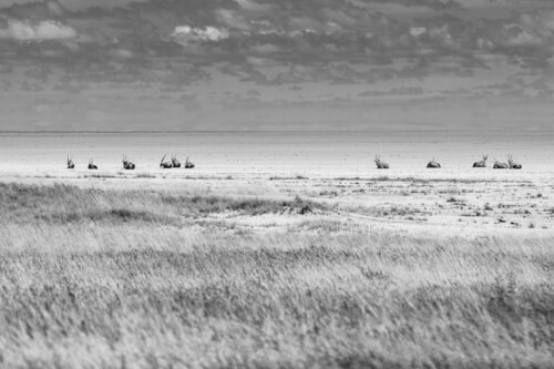 Oryx Etosha by Markus Hertrich, Photography for Sale on Singulart