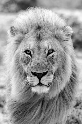 Lion Portrait by Markus Hertrich, Photography for Sale on Singulart