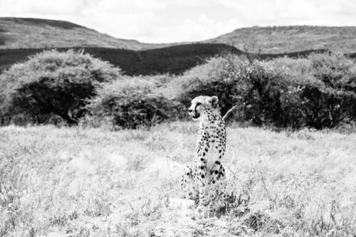 Cheetah by Markus Hertrich, Photography for Sale on Singulart