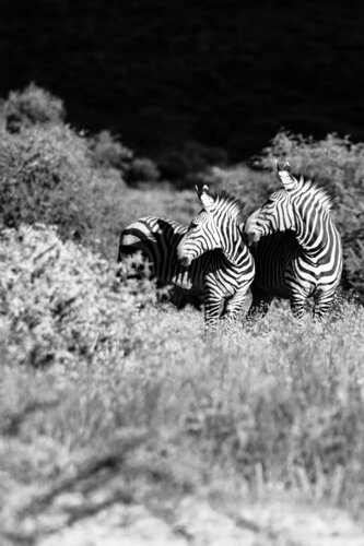 Zebras by Markus Hertrich, Photography for Sale on Singulart
