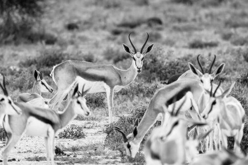 Springbok by Markus Hertrich, Photography for Sale on Singulart