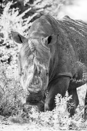 Rhino by Markus Hertrich, Photography for Sale on Singulart