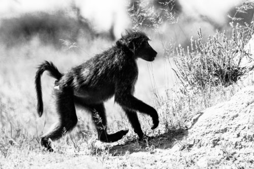 Baboon by Markus Hertrich, Photography for Sale on Singulart