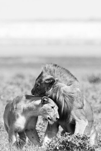 Lion Couple by Markus Hertrich, Photography for Sale on Singulart
