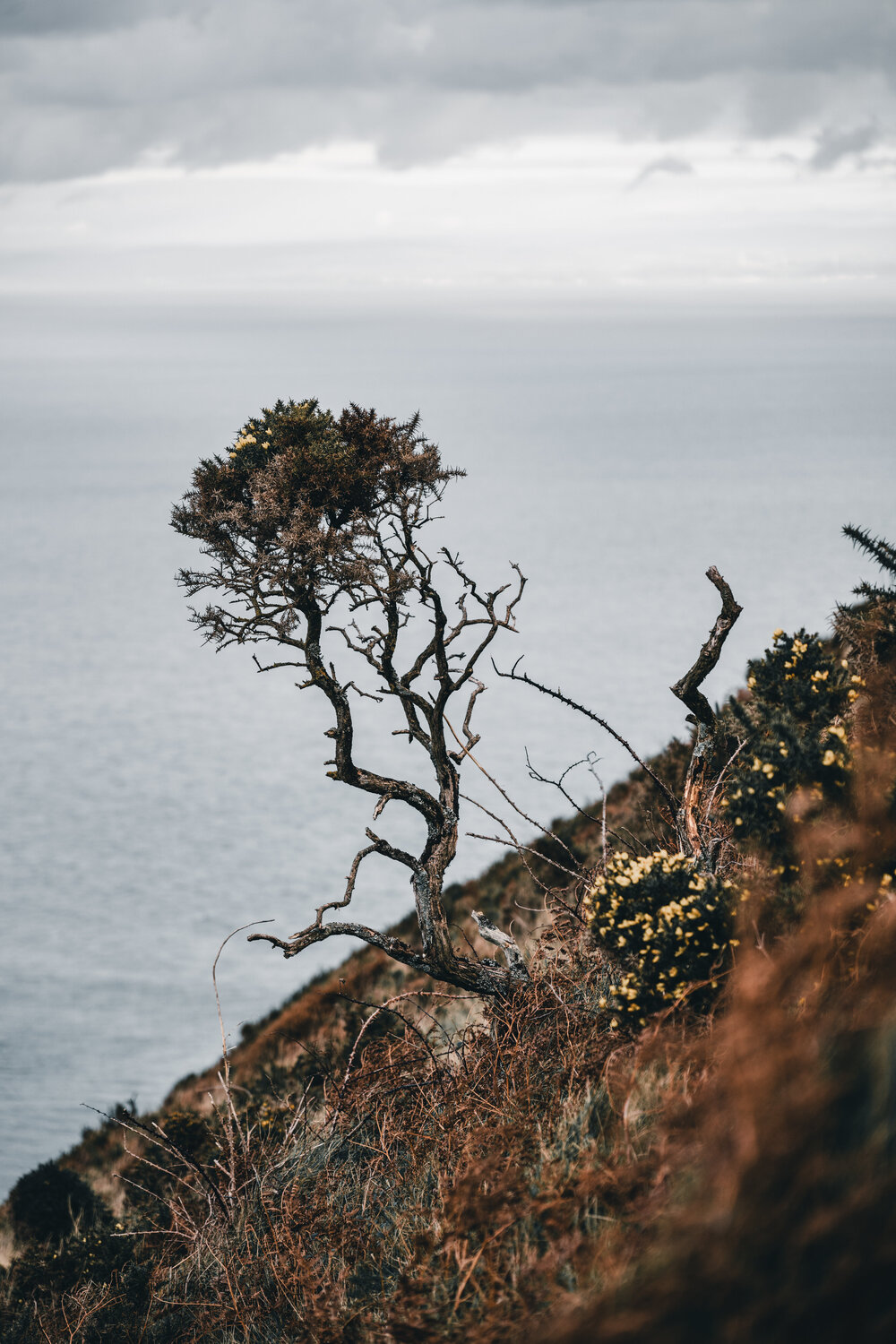 Exmoor Tree Markus Hertrich