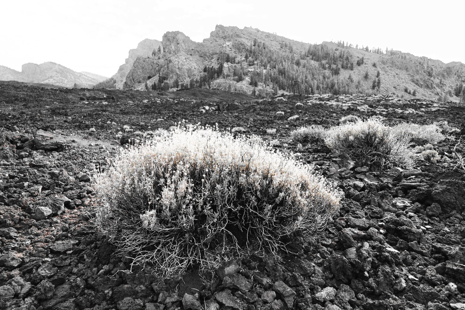 Stone Desert Markus Hertrich