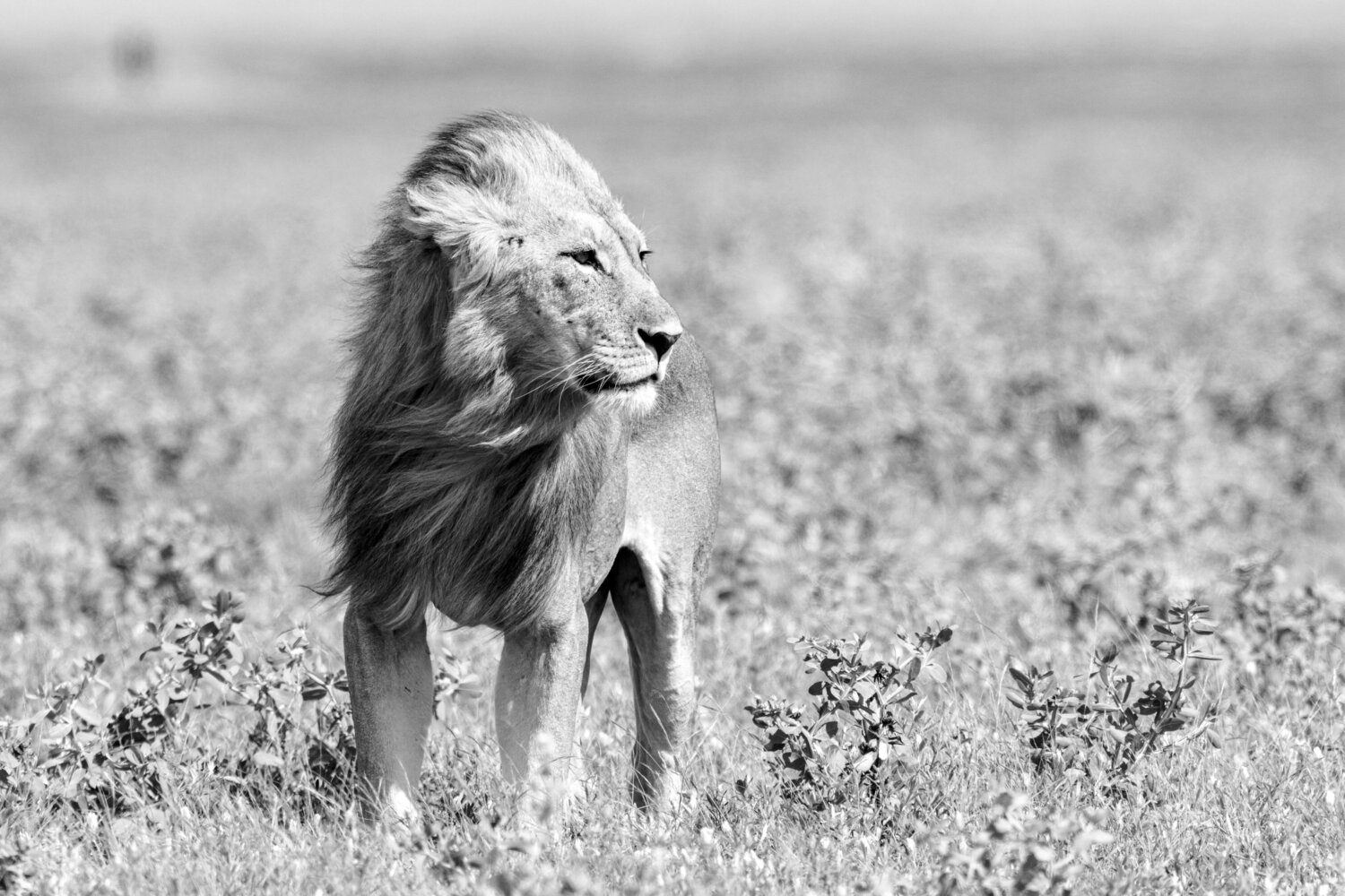 Lion Markus Hertrich