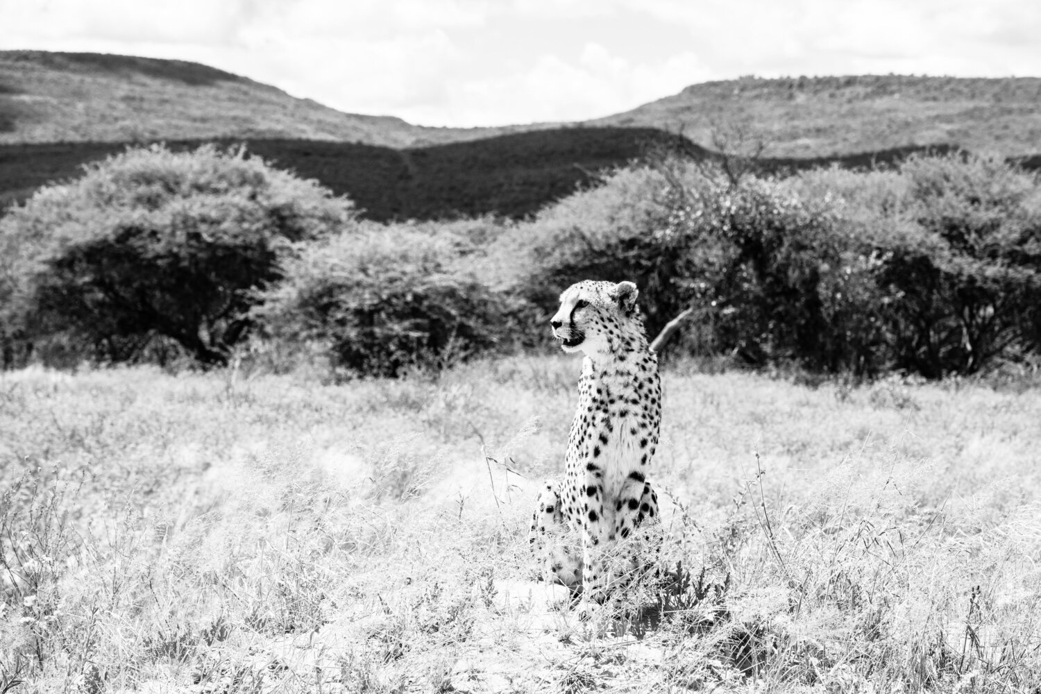 Cheetah Markus Hertrich