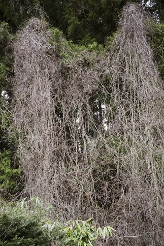 UNTITLED van Caro Lenhart, Fotografie te koop op Singulart
