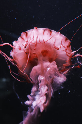 BONELESS, BLOODLESS, BRAINLESS I von Caro Lenhart, Fotografie kaufen auf Singulart