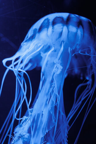 BONELESS, BLOODLESS, BRAINLESS II von Caro Lenhart, Fotografie kaufen auf Singulart