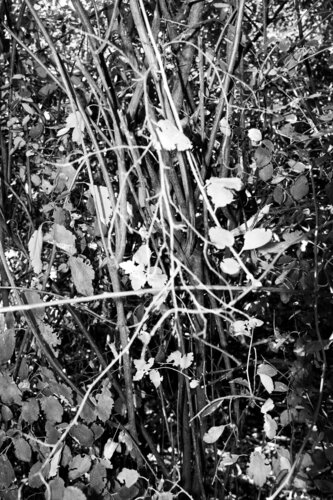 ENTANGLED von Caro Lenhart, Fotografie kaufen auf Singulart