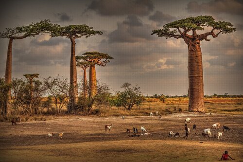 Baobab chill out von Cezary Filew, Fotografie kaufen auf Singulart