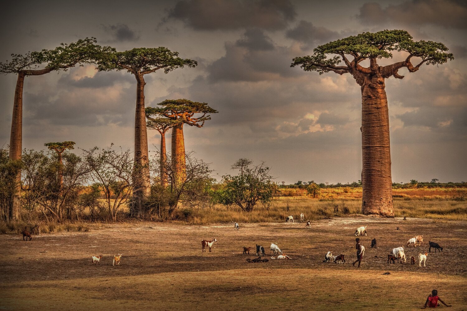 Baobab chill out Cezary Filew