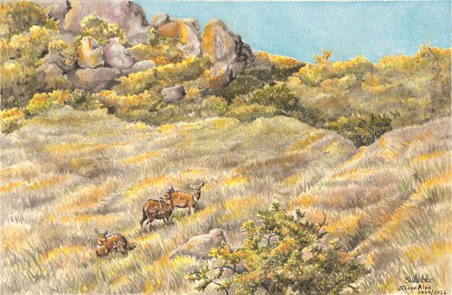 MATOBO HILLS WITH BUSH BUCKS par Stephen Alpe, Peinture en vente sur Singulart